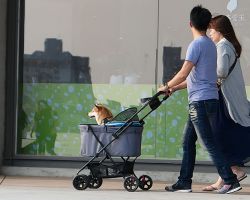 One of many very cute dogs we saw in strollers in Kaohsiung. Southern Area, Taiwan.
