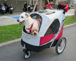 More cute dogs in strollers in Kaohsiung. Southern Area, Taiwan.