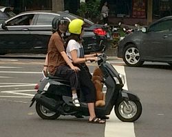 We also saw many dogs riding on scooters like the one in this photo. This was the only photo we were able to take as scooters with dogs are much more difficult to capture as they are usually speeding past. Southern Area, Taiwan.