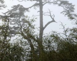 Fogged in trees along the trail. Western Area, Taiwan.