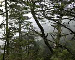 Fogged in trees along the trail. Western Area, Taiwan.