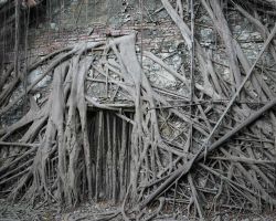 Anping Tree House in Tainan. Southern Area, Taiwan.