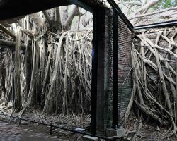 Anping Tree House in Tainan. Southern Area, Taiwan.