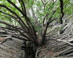 Anping Tree House in Tainan. Southern Area, Taiwan.