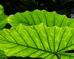 Large leaves along the Walami trail in Yuli. East Coast, Taiwan.
