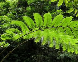 Ferns backlit along the Walami trail in Yuli. East Coast, Taiwan.