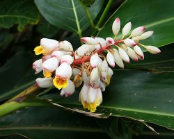 Flowers along the walking path on Sanxiantai island. East Coast, Taiwan.