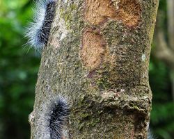 Second crazy tree covered in fuzzy caterpillars. Northern Area, Taiwan.