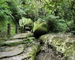 Mossy section along the Sandiaoling trail. Northern Area, Taiwan.