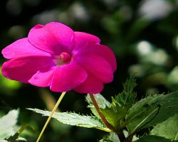 Wulai Resort flower. Northern Area, Taiwan.